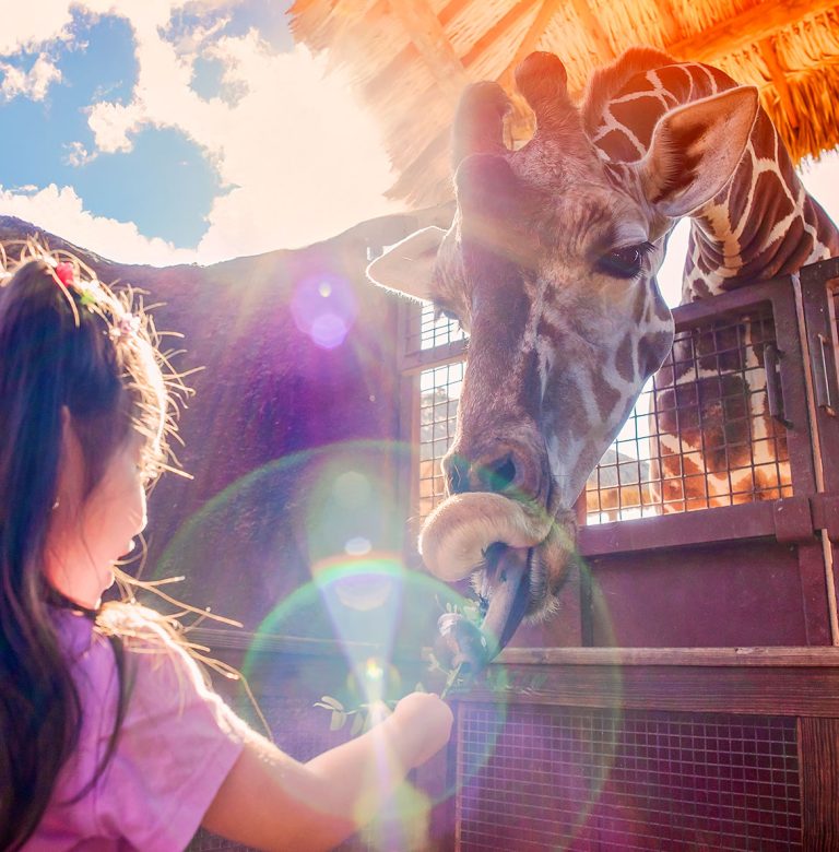 A child feeding a giraffe at the Gladys Porter Zoo in Brownsville