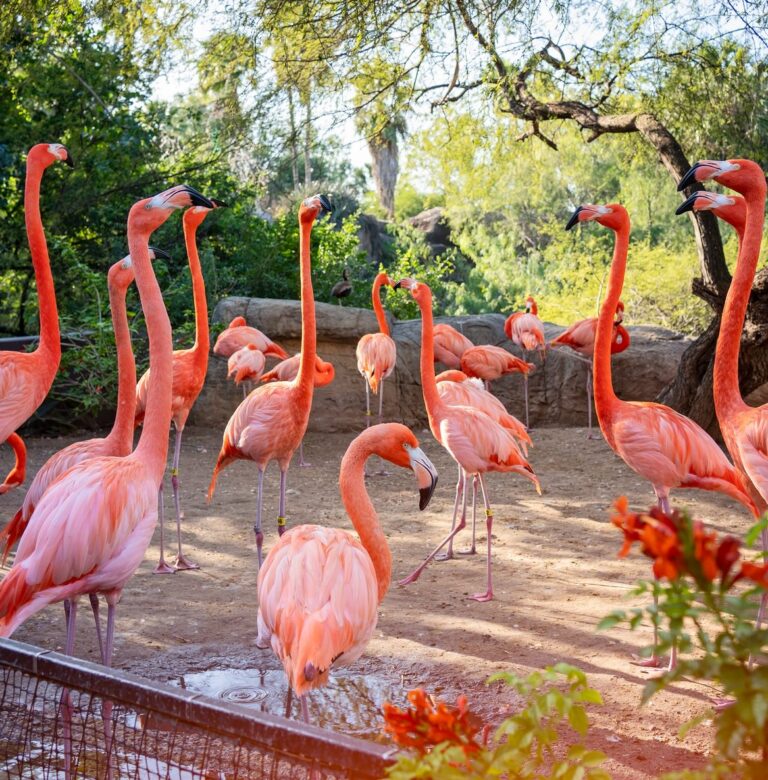 Flamingos at the Gladys Porter Zoo in Brownsville